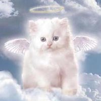 jolie tout simplement