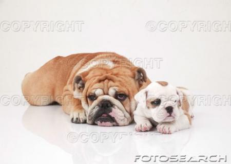 le bulldog anglais