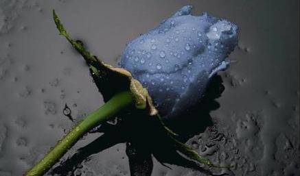 une rose bleue