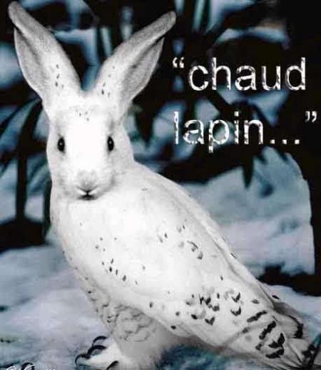 le lapin-chouette